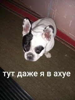 🤩 emoji Потные яйца @TgEmodziBot Telegram sticker 10 of 41