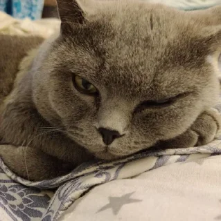🐱 emoji Шкеш Telegram sticker 10 of 16