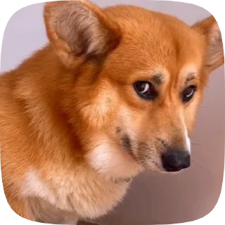 🌟 emoji puppy ; @iterwxc Telegram sticker 14 of 20