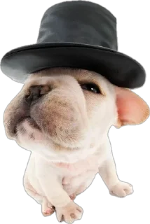 🌟 emoji ☆puppy☆ Telegram sticker 19 of 58