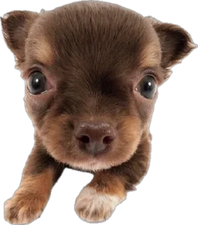 🌟 emoji ☆puppy☆ Telegram sticker 11 of 58