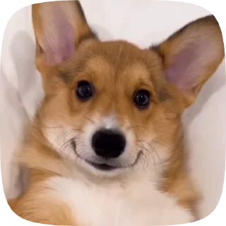 🌟 emoji puppy ; @iterwxc Telegram sticker 7 of 20