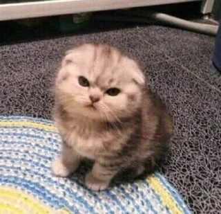 😠 emoji Кіт Жора і друзі Telegram sticker 8 of 58