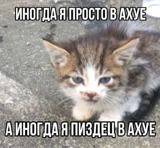 🌟 emoji стикеры от хуесоса Telegram sticker 23 of 29