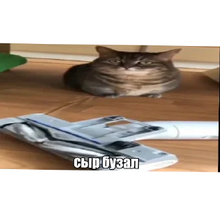 🐱 emoji Стас квадробер ебучий Telegram sticker 14 of 56