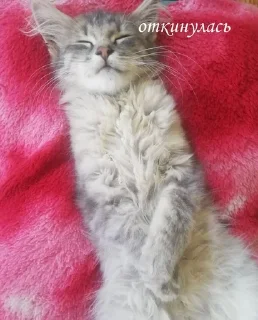 🤕 emoji котёночки поли Telegram sticker 8 of 11