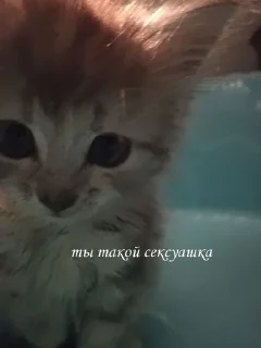 Sticker from котёночки поли