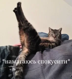😏 emoji Мемчіки з Шерлоком Telegram sticker 23 of 120