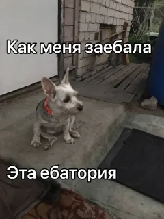 🌟 emoji Отсоси-потом проси Telegram sticker 20 of 27
