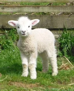 🐑 emoji pets @mytorments Telegram sticker 17 of 57
