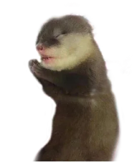 🍼 emoji otters by gravi Telegram sticker 9 of 16
