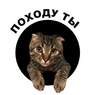 😕 emoji Муркинский движ 2 Telegram sticker 18 of 31