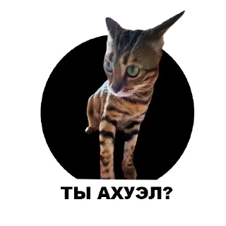 😠 emoji Муркинский движ Telegram sticker 16 of 120