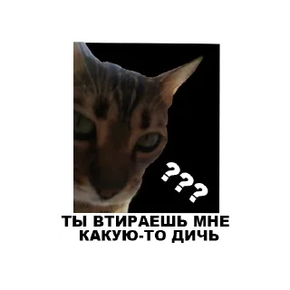 😡 emoji Муркинский движ Telegram sticker 18 of 120