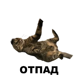 😅 emoji Муркинский движ 2 Telegram sticker 11 of 31