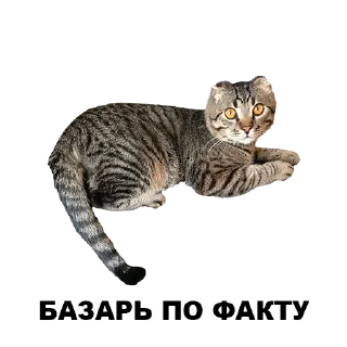 😼 emoji Муркинский движ 2 Telegram sticker 10 of 31