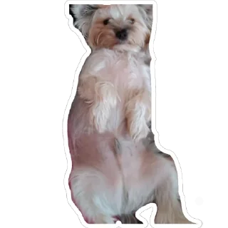 😎 emoji Джо-Джо Telegram sticker 9 of 13
