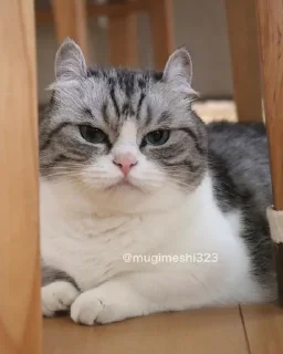 😑 emoji утутутуту Telegram sticker 13 of 19