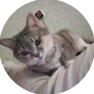 😸 emoji любимка Telegram sticker 19 of 52