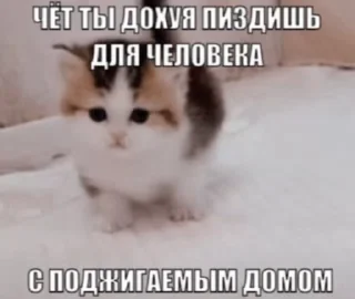 😾 emoji Избранные гифки от Матвея Telegram sticker 17 of 36