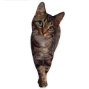 🐱 emoji Kitten @TVstickers Telegram sticker 15 of 120