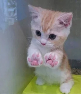 ☺ emoji котики🐱 Telegram sticker 7 of 33