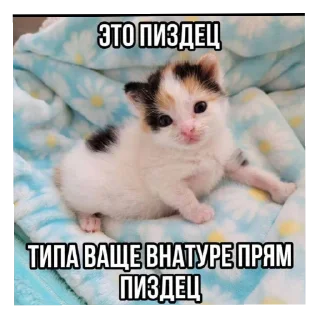 🐱 emoji котеки Telegram sticker 5 of 25