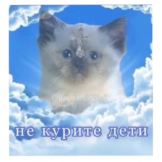 🐱 emoji котеки Telegram sticker 11 of 25