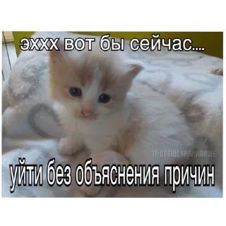 🐱 emoji котеки Telegram sticker 10 of 25
