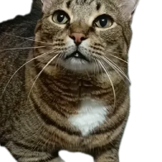 🐱 emoji Вася | Тот самый Вася из ТТ Telegram sticker 14 of 46