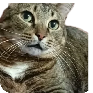 🐱 emoji Вася | Тот самый Вася из ТТ Telegram sticker 6 of 46