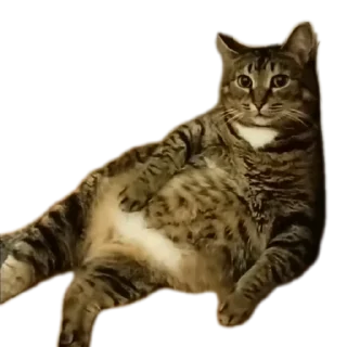 🐱 emoji Вася | Тот самый Вася из ТТ Telegram sticker 10 of 46