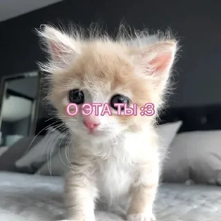 🌟 emoji котики=ты Telegram sticker 13 of 39