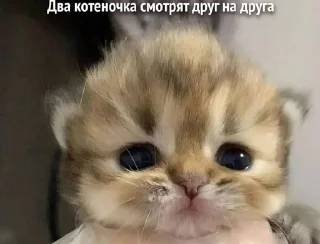 🐱 emoji котики=ты Telegram sticker 9 of 39