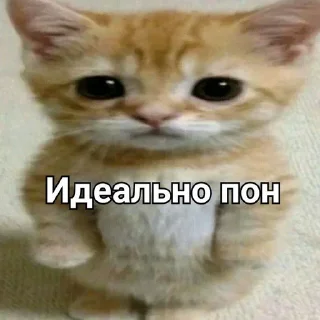 👌 emoji Пон Telegram sticker 12 of 21