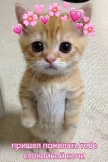 🥹 emoji Пон Telegram sticker 14 of 21