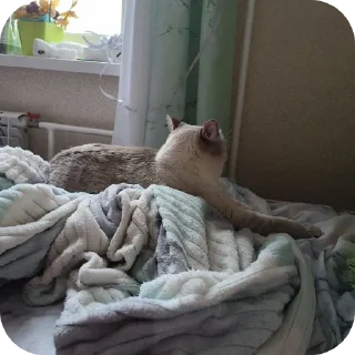 🛋 emoji Религия Майкла Telegram sticker 12 of 111
