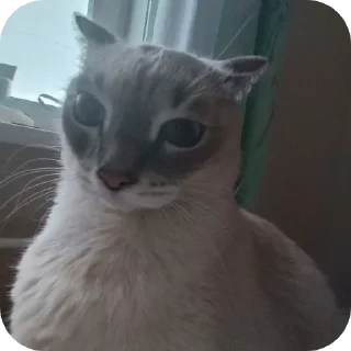 🦢 emoji Религия Майкла Telegram sticker 15 of 111