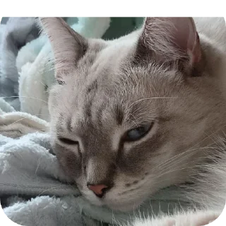 🎞 emoji Религия Майкла Telegram sticker 22 of 111