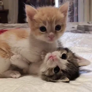 🎀 emoji ♡ Котята ♡ Telegram sticker 22 of 30