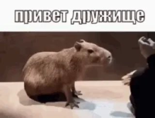 🤝 emoji Для переговоров 2 часть Telegram sticker 15 of 51