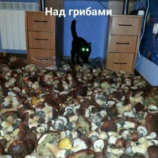 🍄 emoji мєми для вкраїнчиків 2 Telegram sticker 2 of 119