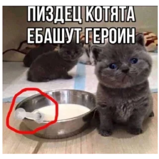 😱 emoji Котеки Telegram sticker 11 of 30