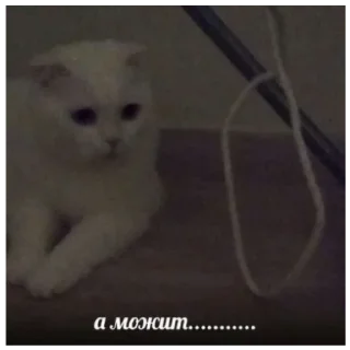 👀 emoji Котеки Telegram sticker 19 of 30