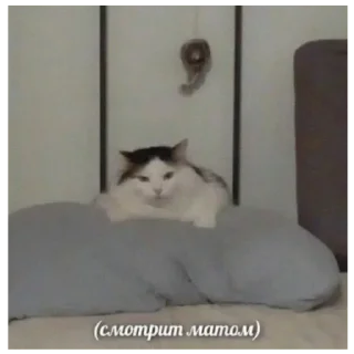 😡 emoji Котеки Telegram sticker 6 of 30