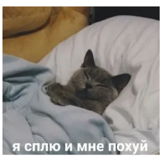 😪 emoji Котеки Telegram sticker 16 of 30
