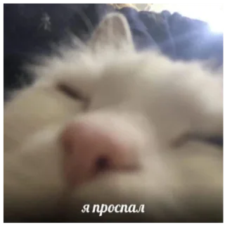 🥱 emoji Котеки Telegram sticker 20 of 30
