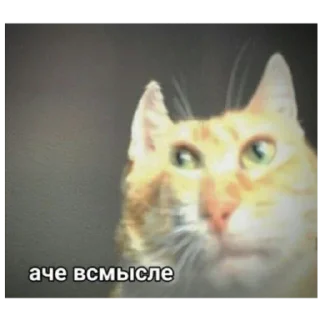 😳 emoji Котеки Telegram sticker 24 of 30