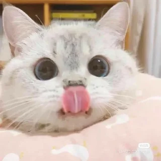 🐱 emoji Котеки Telegram sticker 16 of 25