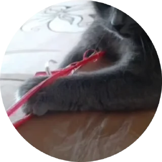 Sticker from Barsic video🐈🐈🐈
